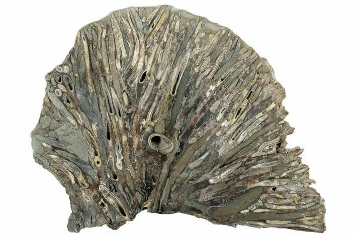 Polished Fossil Teredo (Shipworm Bored) Wood - England #240730